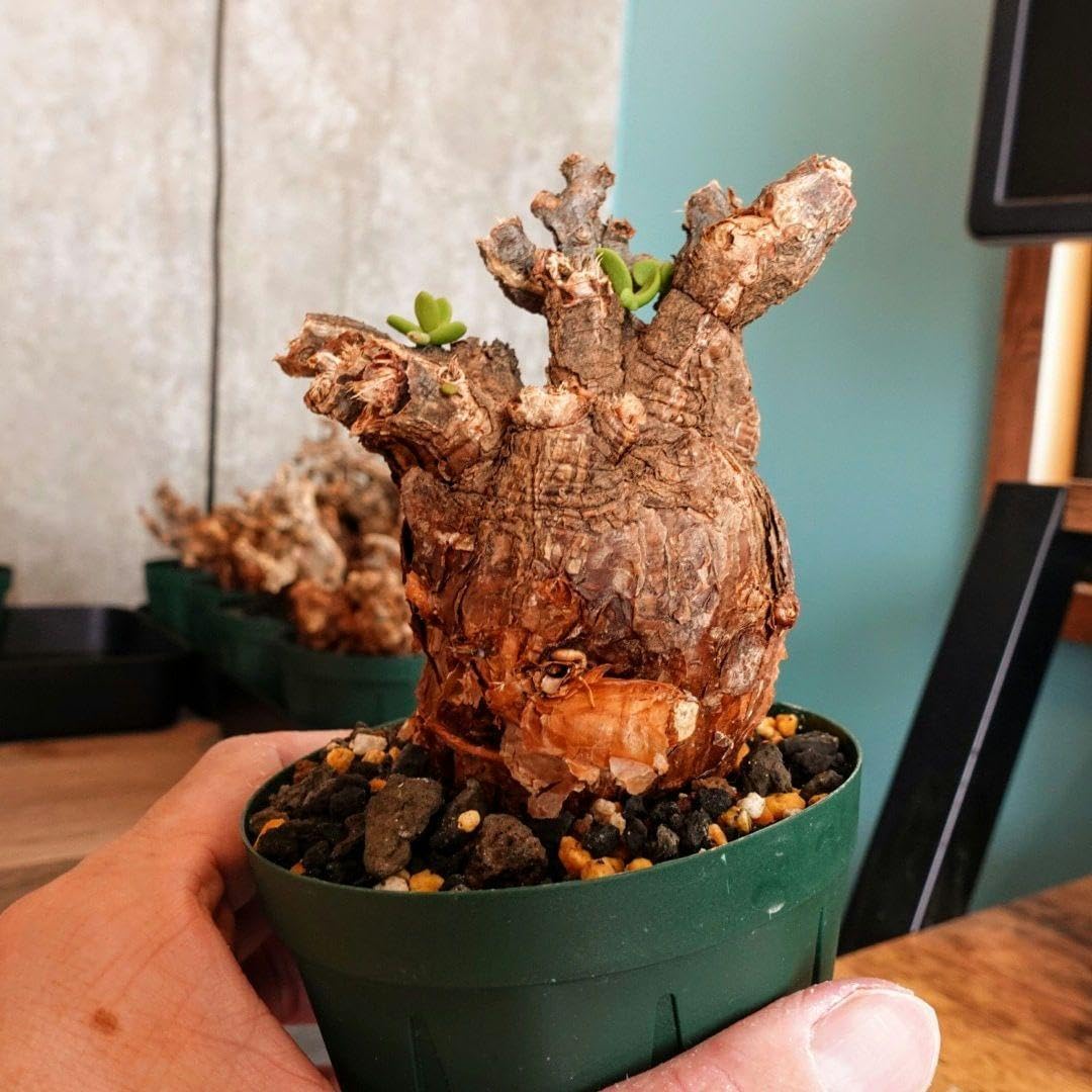 発根済・芽吹き】 ④ケラリア・ピグマエア/鉢ごと発送 発根済